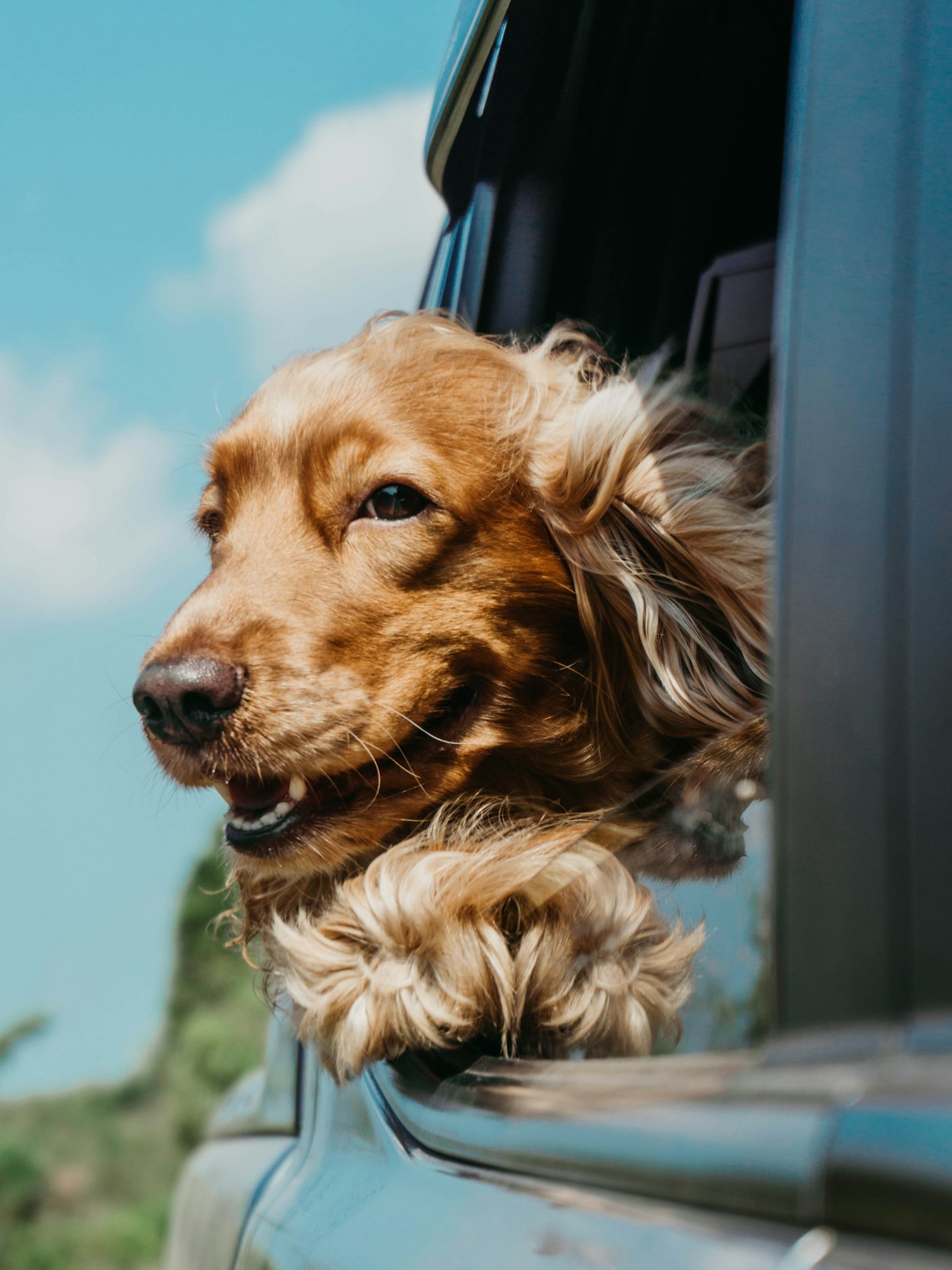 Un cocker les oreilles au vent à la fenêtre de la voiture